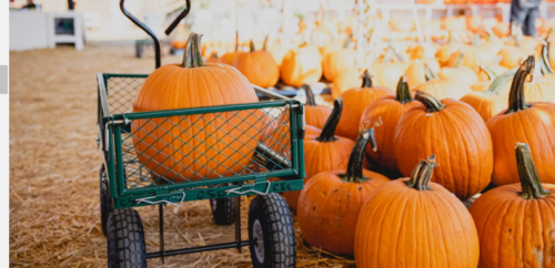 John Barbara Klasic Carlsbad Ca Pumkin