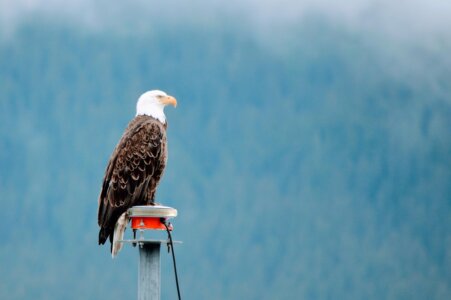 Alaska