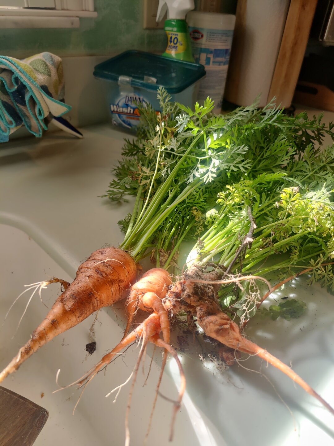 Christy Reuter Ormond Beach Fl 20230320 Garden Carrots