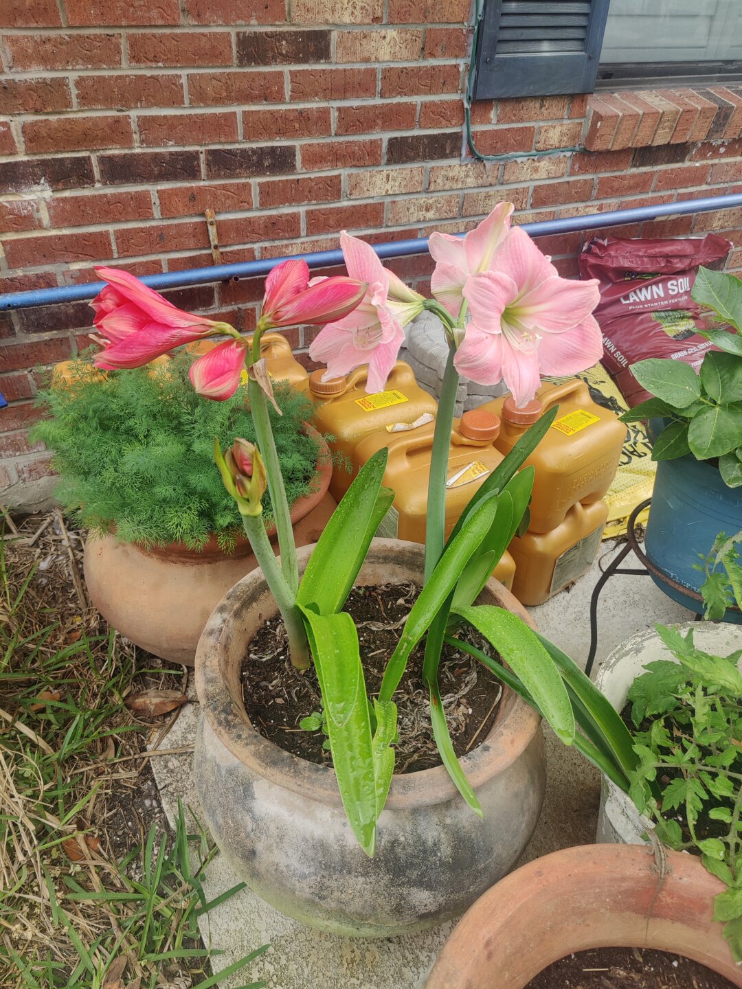 Christy Reuter Ormond Beach Fl 20230325 Amaryllis