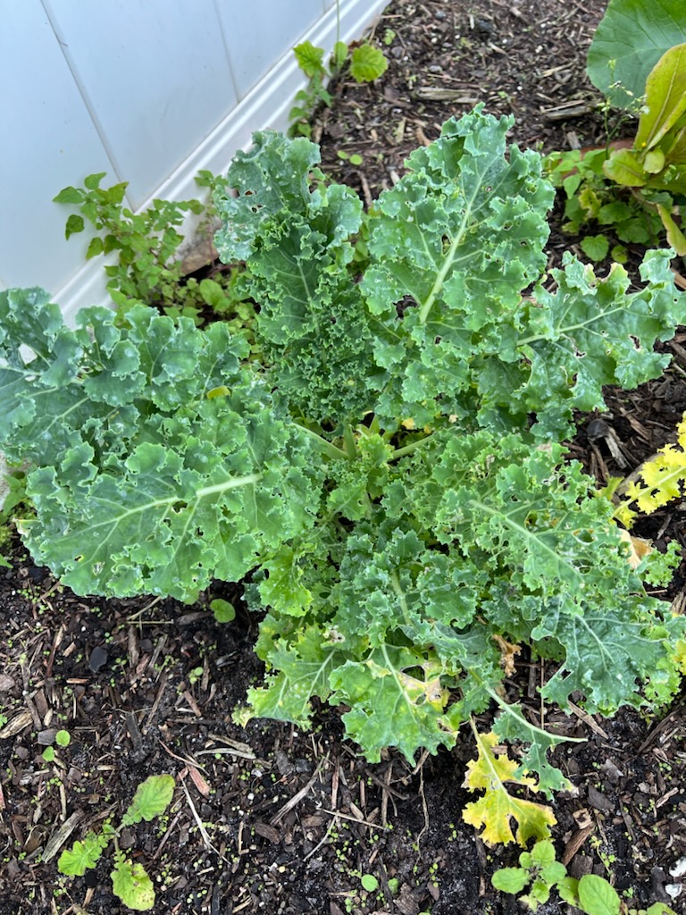 Christy Reuter Ormond Beach Fl 20230412 Our Kale