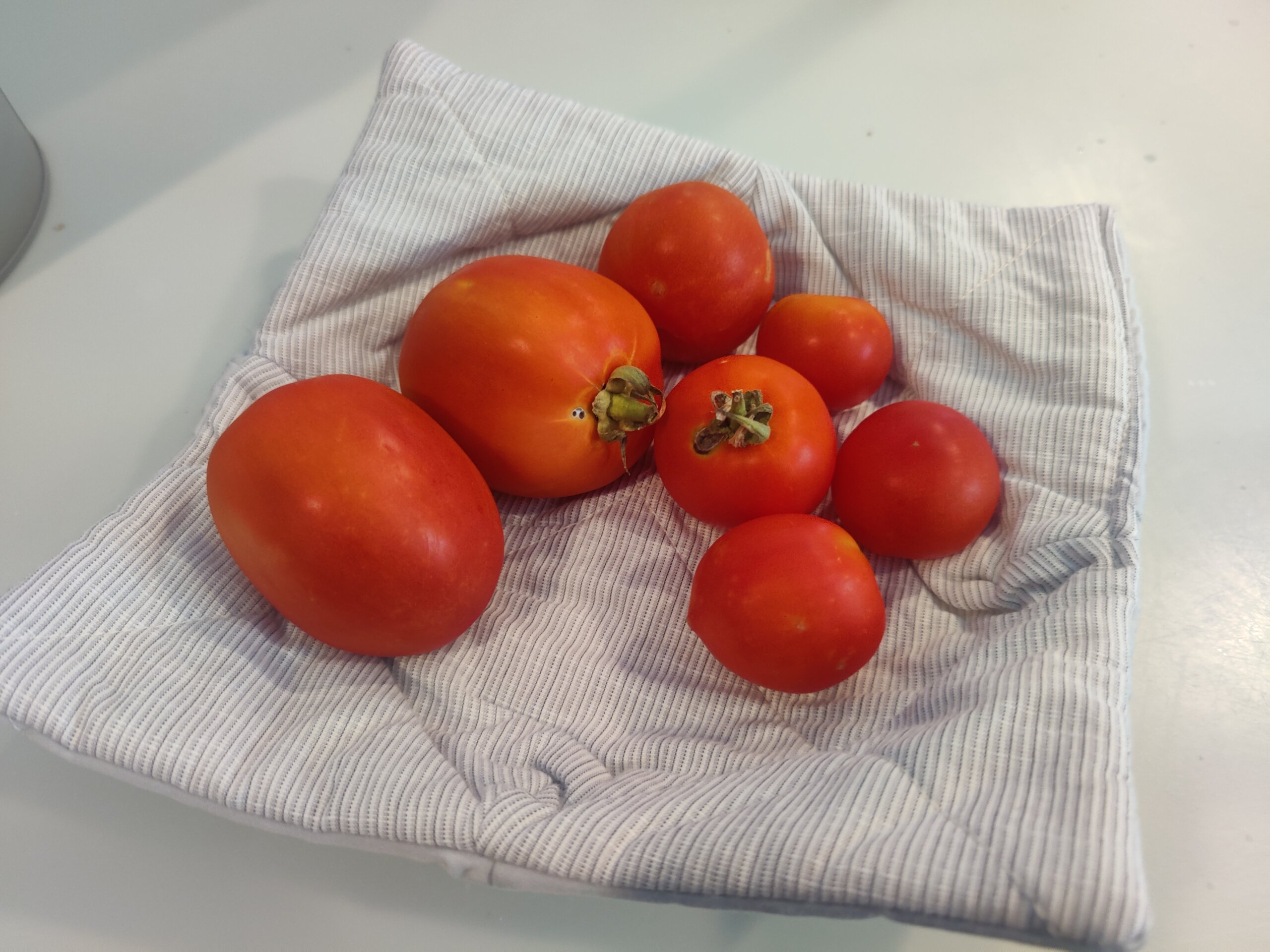 Christy Reuter Ormond Beach Fl 20230504 Tomato