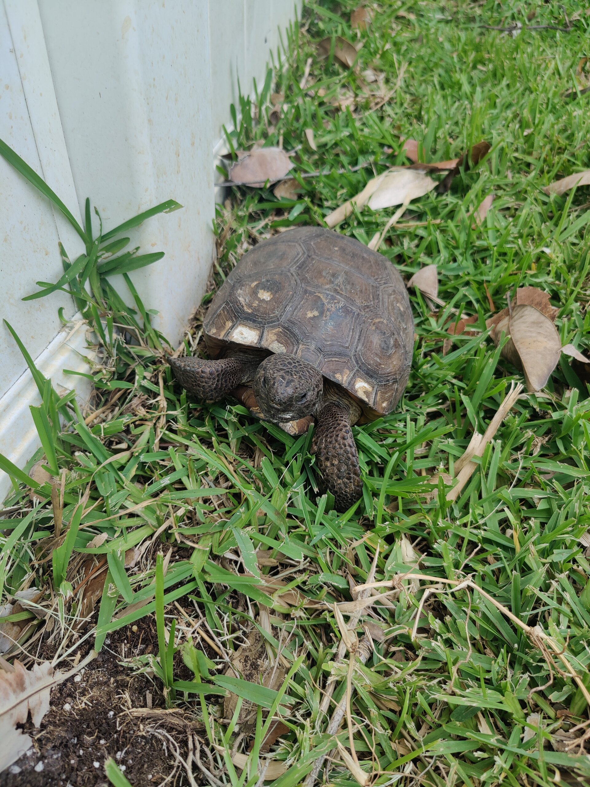 Christy Reuter Ormond Beach Fl 20230505 Turtle Pic