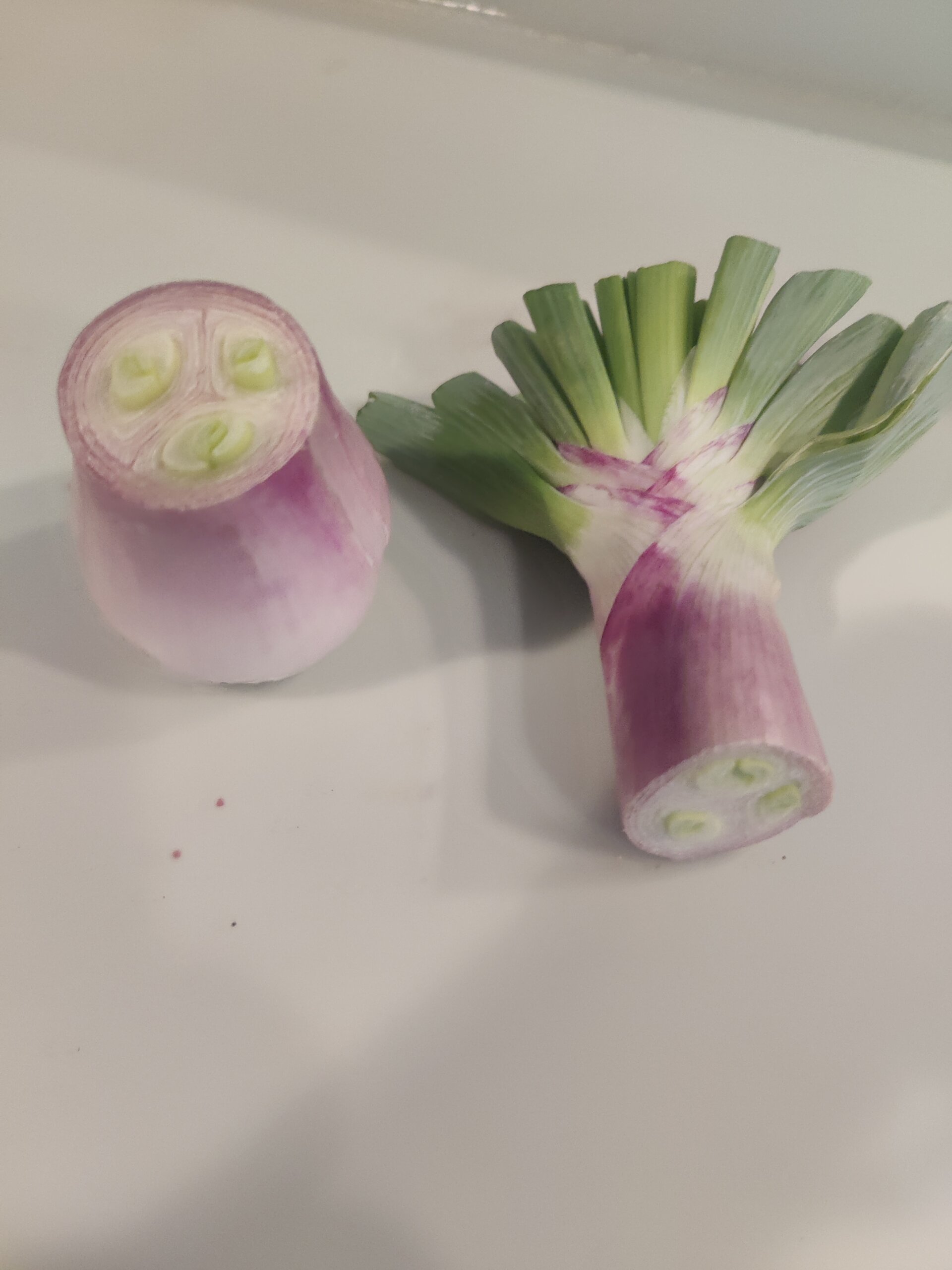 Christy Reuter Ormond Beach Fl 2030410 Shallots2
