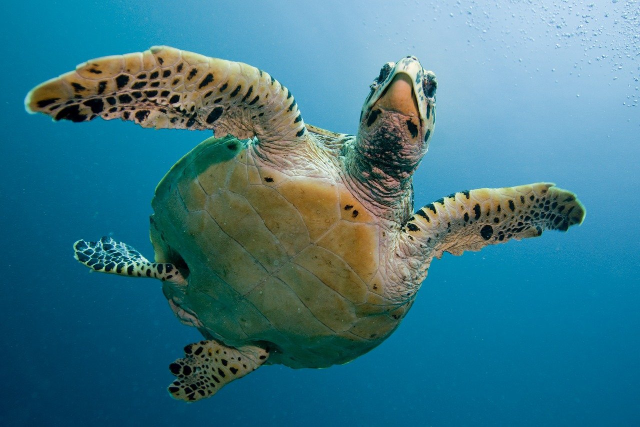 Christy Reuter Ormond Beach Fl Turtle Gc59ad5542 1280