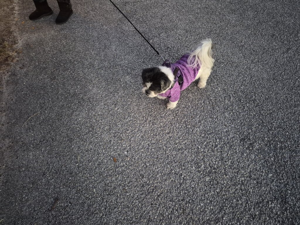 Christy Reuter Realtor Ormond Beach Fl 20260208 Rainbow Bridge Random Dog Pic