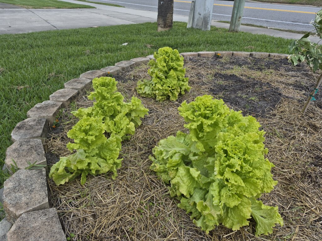 Christy Reuter Realtor Ormond Beach Fl 20260319 Lettuce