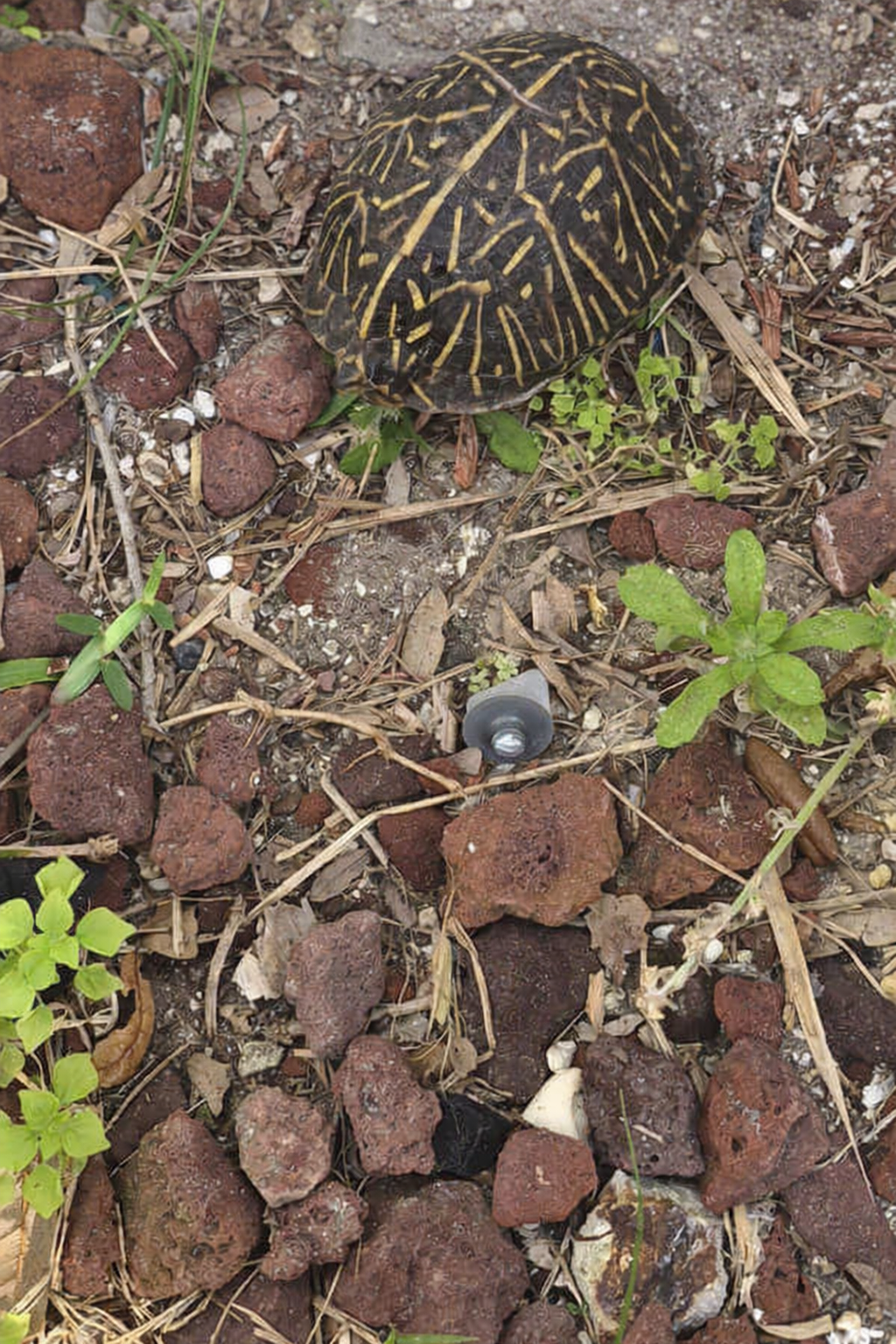 Christy Reuter Realtor Ormond Beach Fl 20260401 Turtle Pic