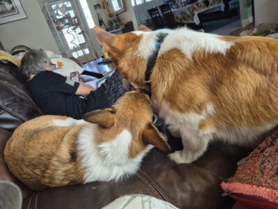 Christy Reuter Realtor Ormond Beach Fl 20260406 Dog Wrestling